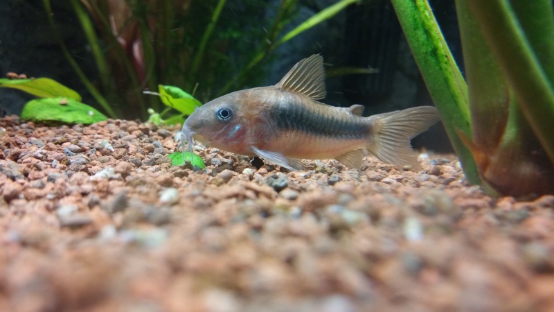 [VENDUS] 3 Corydoras Albinos et 1 Aeneus [94, IDF] Aeneus10