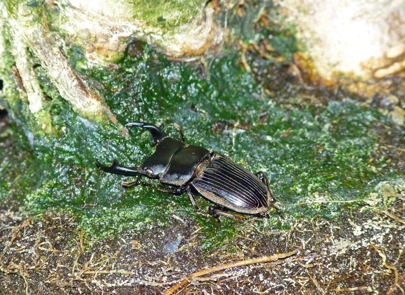 aegus eschscholtzi laevicolle  P1130722