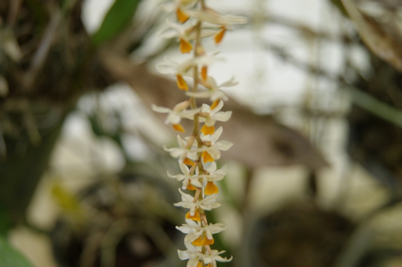 Dendrochilum cobbianum Dsc05723