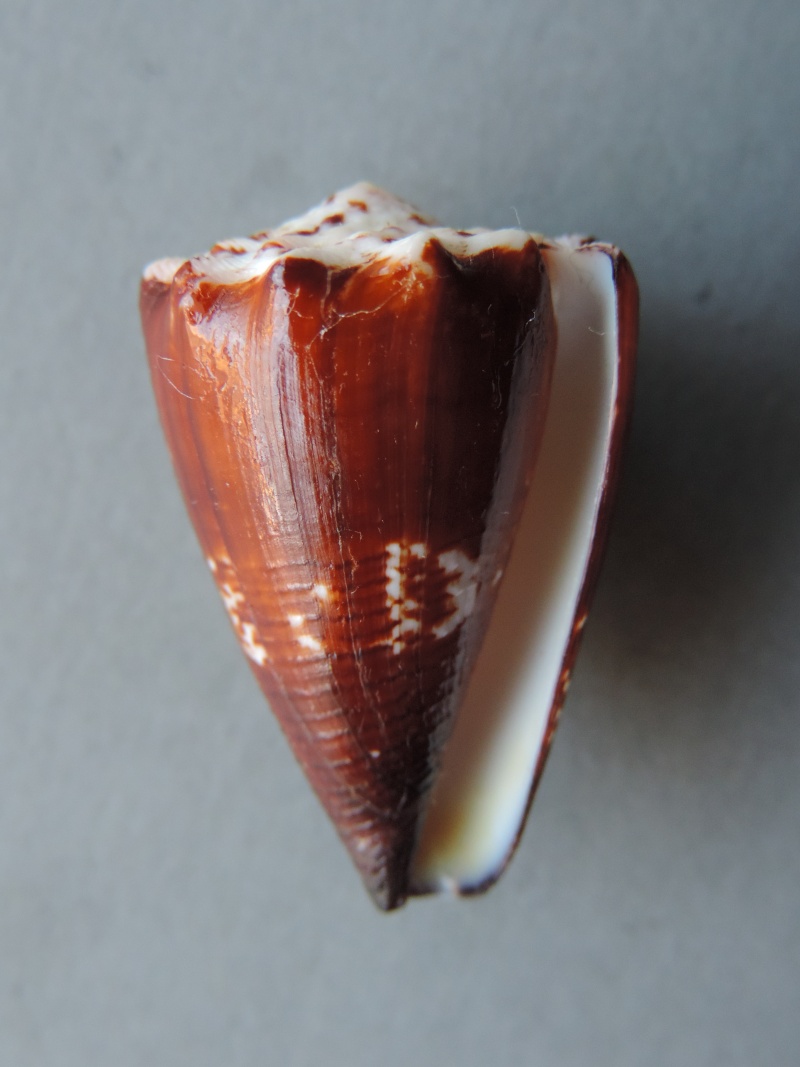 Conus (Stephanoconus) brunneus  W. Wood, 1828 Dscn7615