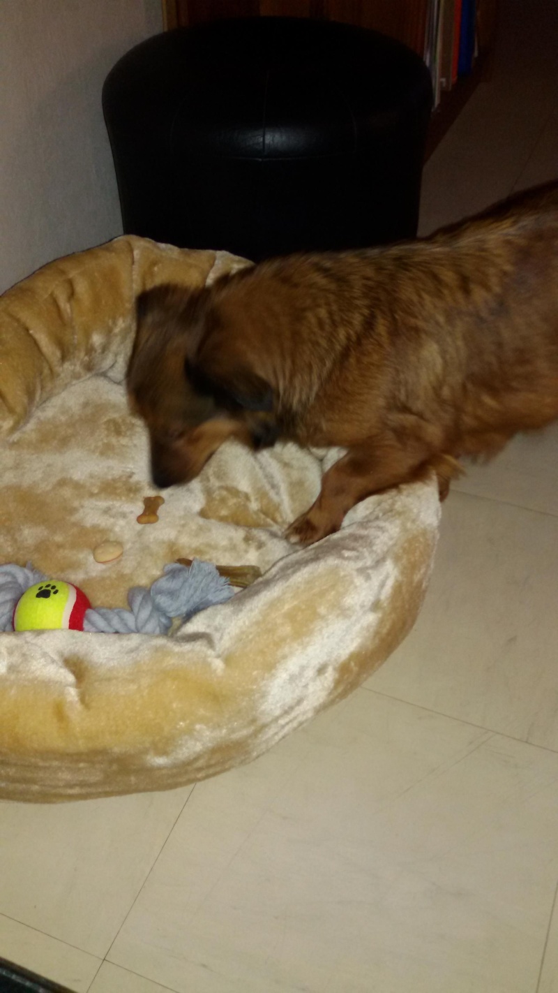 OLLY- F-X, née 2014 (TAMARA) - Retour d'adoption - en FALD chez Sensei ( depart57 ) - Page 3 20160111