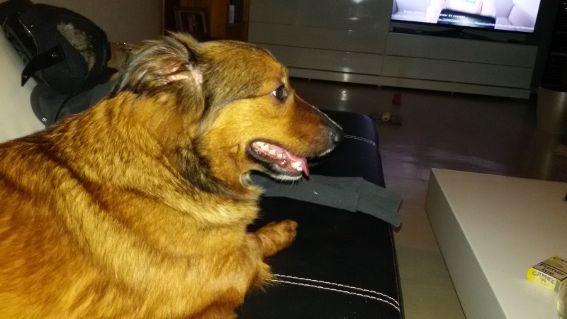 OLLY- F-X, née 2014 (TAMARA) - Retour d'adoption - en FALD chez Sensei ( depart57 ) - Page 4 20160139