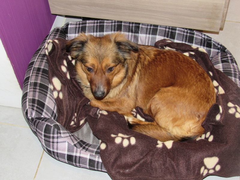 OLLY- F-X, née 2014 (TAMARA) - Retour d'adoption - en FALD chez Sensei ( depart57 ) - Page 2 Img_0313