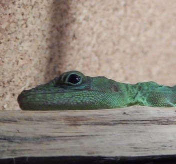 maintien anolis evermanni 310