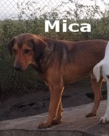 MICA, Né 2013, 17 kg - sympa (BELLA) - Pris en charge Association GALIA - EN FUITE Mica_m10