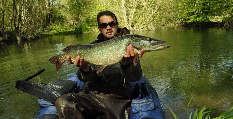 Les Sept espèces du genre Esox - Page 2 8010