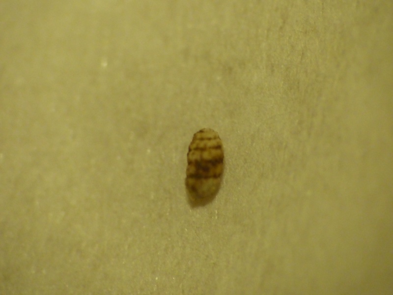 Truncatellina cylindrica (Férussac, 1807) P1040413