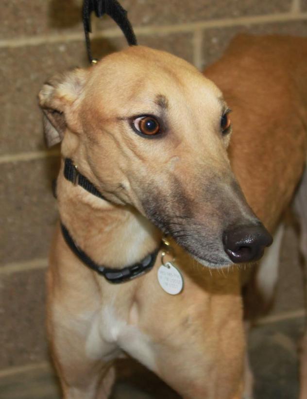 off topic adopted a greyhound  Downlo11