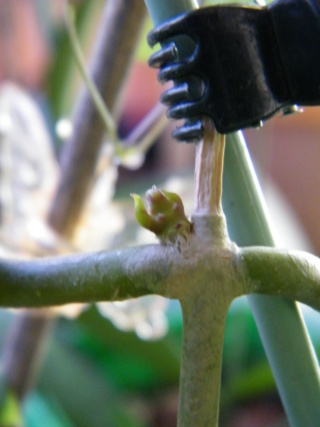 Hoya macrophylla Dscf7147