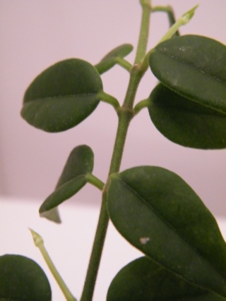 Hoya lanceolata subsp. bella (= Hoya bella) - Page 3 Dscf7156