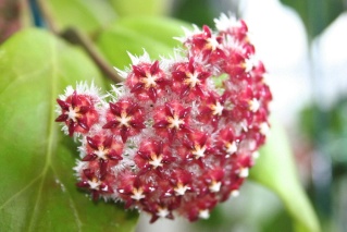 Hoya mindorensis Hoya_m10