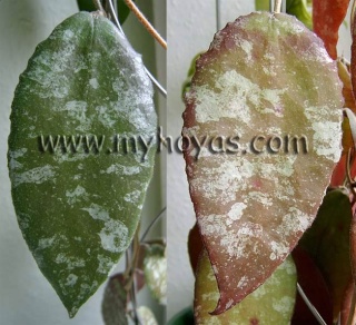 Hoya caudata Leaves10