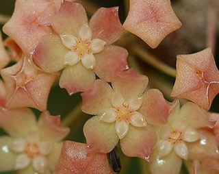 Hoya macrophylla Macrop11
