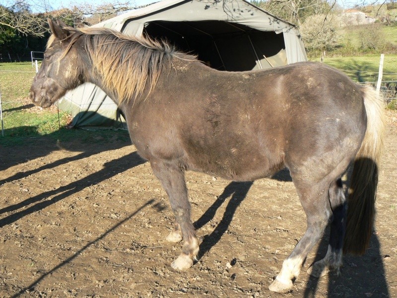 PELIPA - ONC Poney née en 2007 - adoptée en septembre 2014 par Ceed - Page 8 P1310518