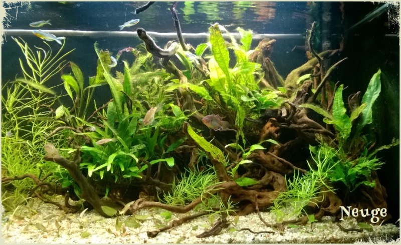 Neuge's tanks 240l_112