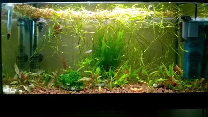 Neuge's tanks 54l_1510