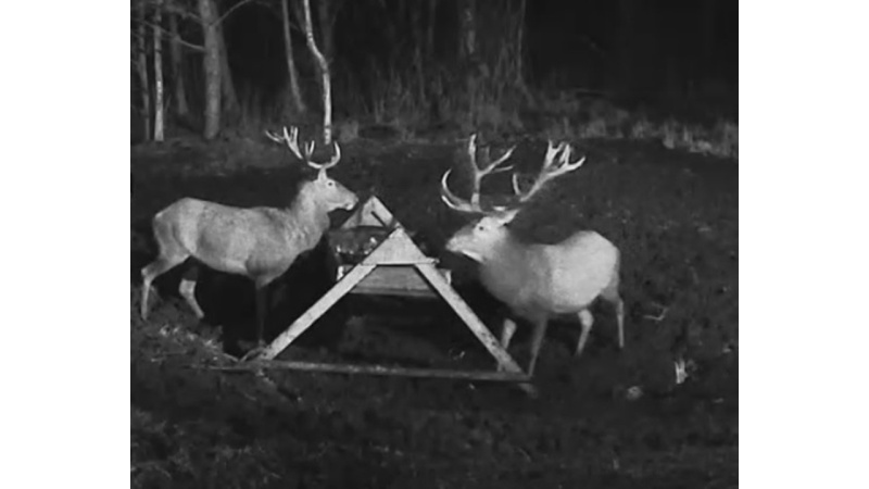 Wildtier-Livecams - Seite 21 Hirsch13