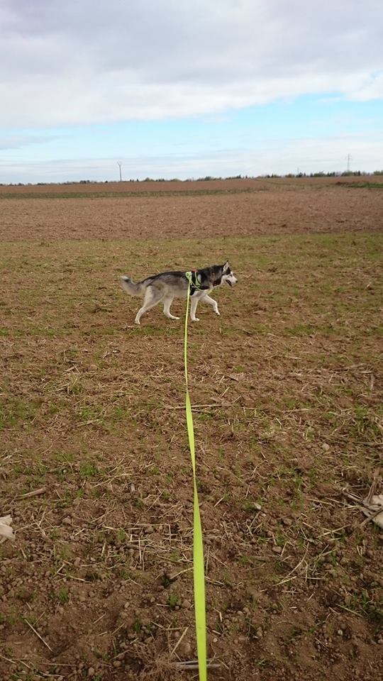 Ivan, mâle Husky 1 ans ASS039 12205010