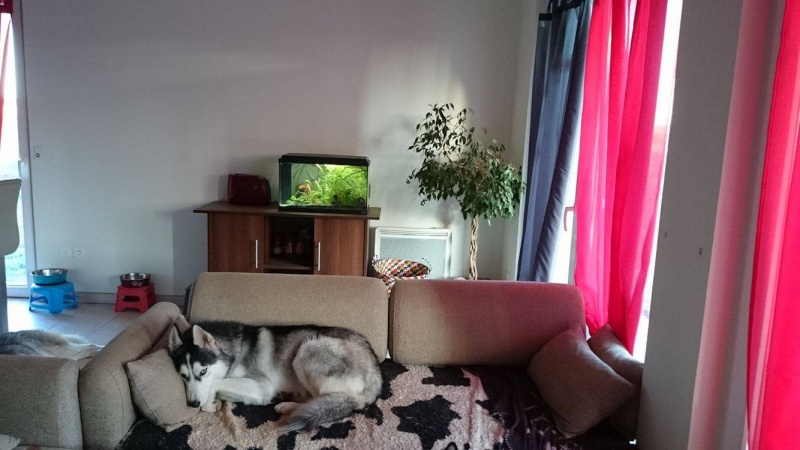 Ivan, mâle Husky 1 ans ASS039 12211210