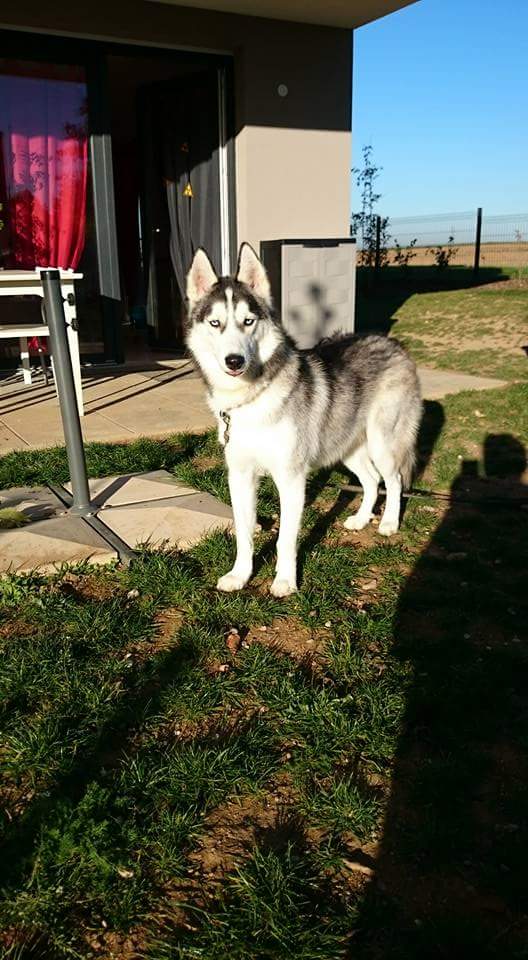 Ivan, mâle Husky 1 ans ASS039 12241510