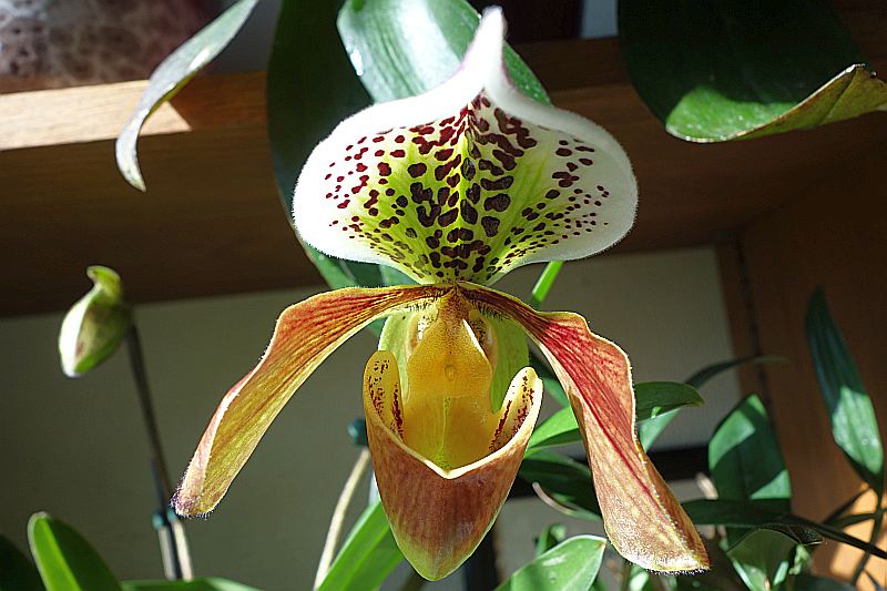 Orchideenforum Dsc02213
