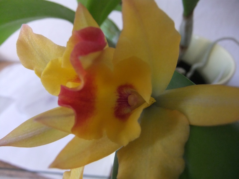 Orchideen 2015 - 2018 Teil 2 - Seite 13 Dscf2021