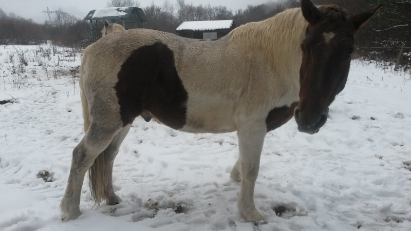 CALINOU - ONC poney né en 1999 - adopté en novembre 2012 par Stéphanie - Page 6 2015-121