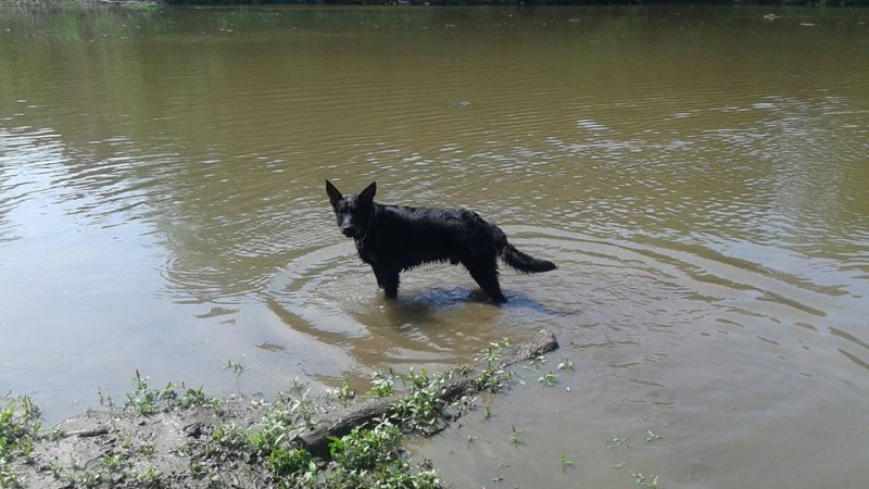 Urgence Sheyguey beauceron né en 2014 11219110