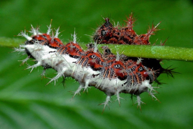 [Polygonia c-album] chenille poilue Chenil10