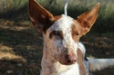 MAGNUM (podenco) ADAANA Magnum11