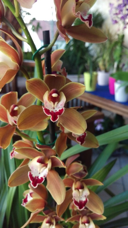 Cymbidium marron  Cymbi511