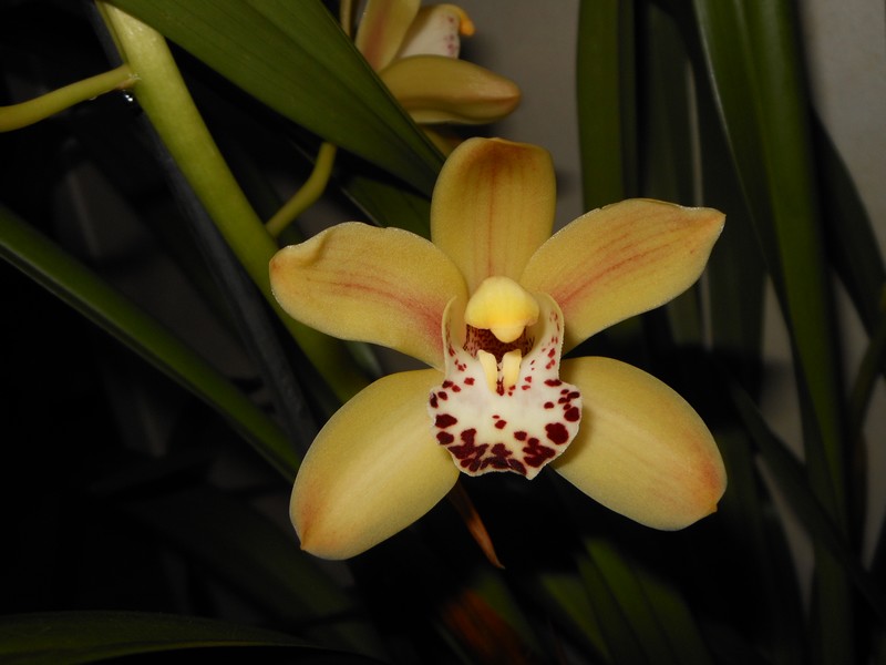 Cymbidium jaune pâle Cymbi912