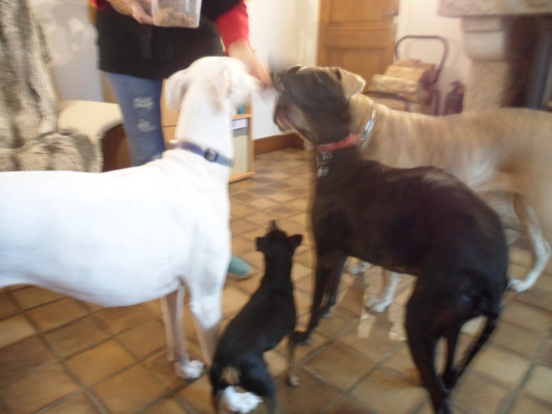 Calimera, galga petite taille, noire, 8 ans.Adopté - Page 2 Calime11
