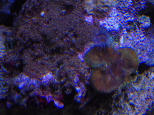 Identifications coraux Dsc01628