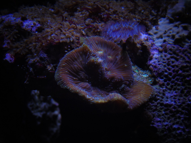 Identifications coraux Dsc01630
