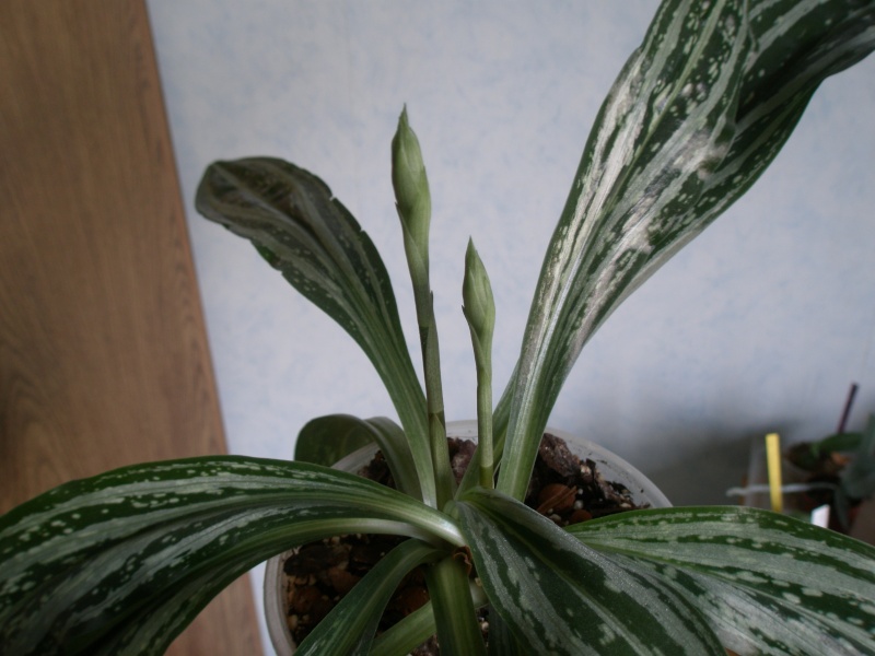 Sarcoglottis sceptrodes Sarcog10