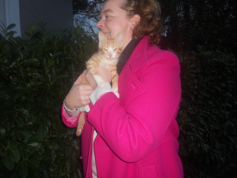 Léonardo, chaton mâle roux et blanc, né le 05/09/2015 Dscn5415