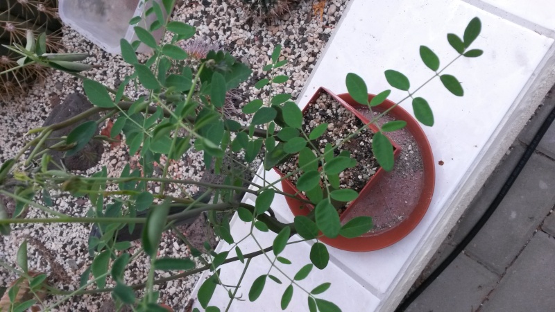 Pflanzenbestimmung - gelöst: Moringa oleifera 20151110
