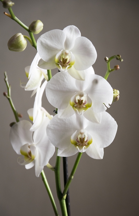 Orchidée de la St-Valentin Mp_orc12