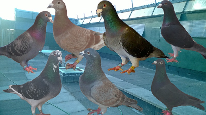 some pics of the pigeons we have and loft Fam_pi15