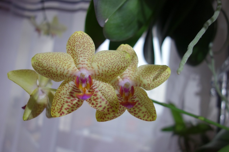 Phalaenopsis  Dsc04511