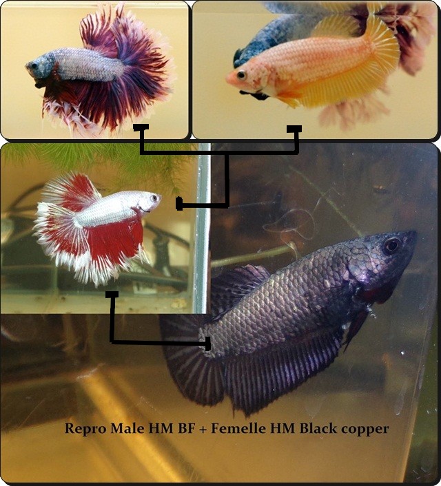 Male VL BF + femelle VL copper black  Male1010