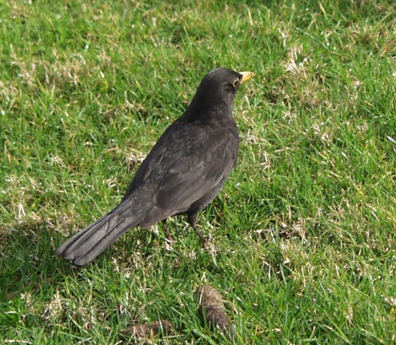 Nos photos d'oiseaux P3030110