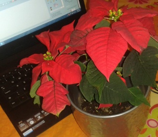 Euphorbia pulcherrima- Poinsettia, étoiles de Noël :bouturage, entretien - Page 2 Poinse10
