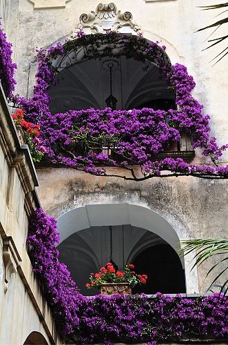 BALCONS ET TERRASSES FLEURIES - Page 15 Bal_7610