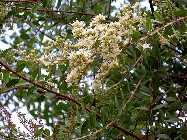 FLEURS OU ARBRES par ordre ALPHABETIQUE - Page 9 Henny10