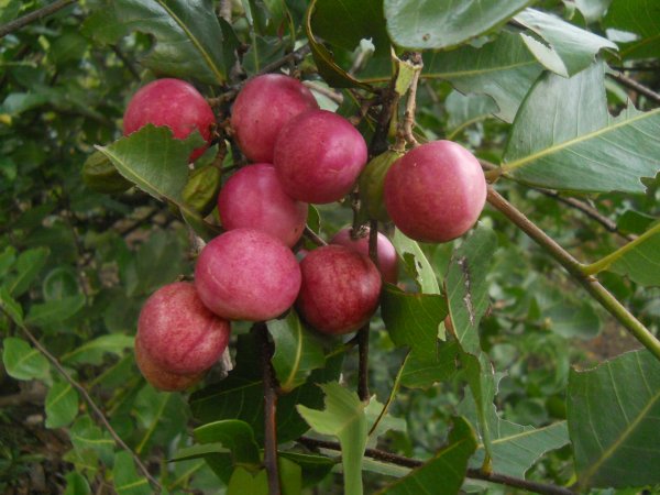 Fleurs,....fruit,.....tout ce qui se mange,...se boit....ou qui vient de la nature.......... - Page 40 Icaque10