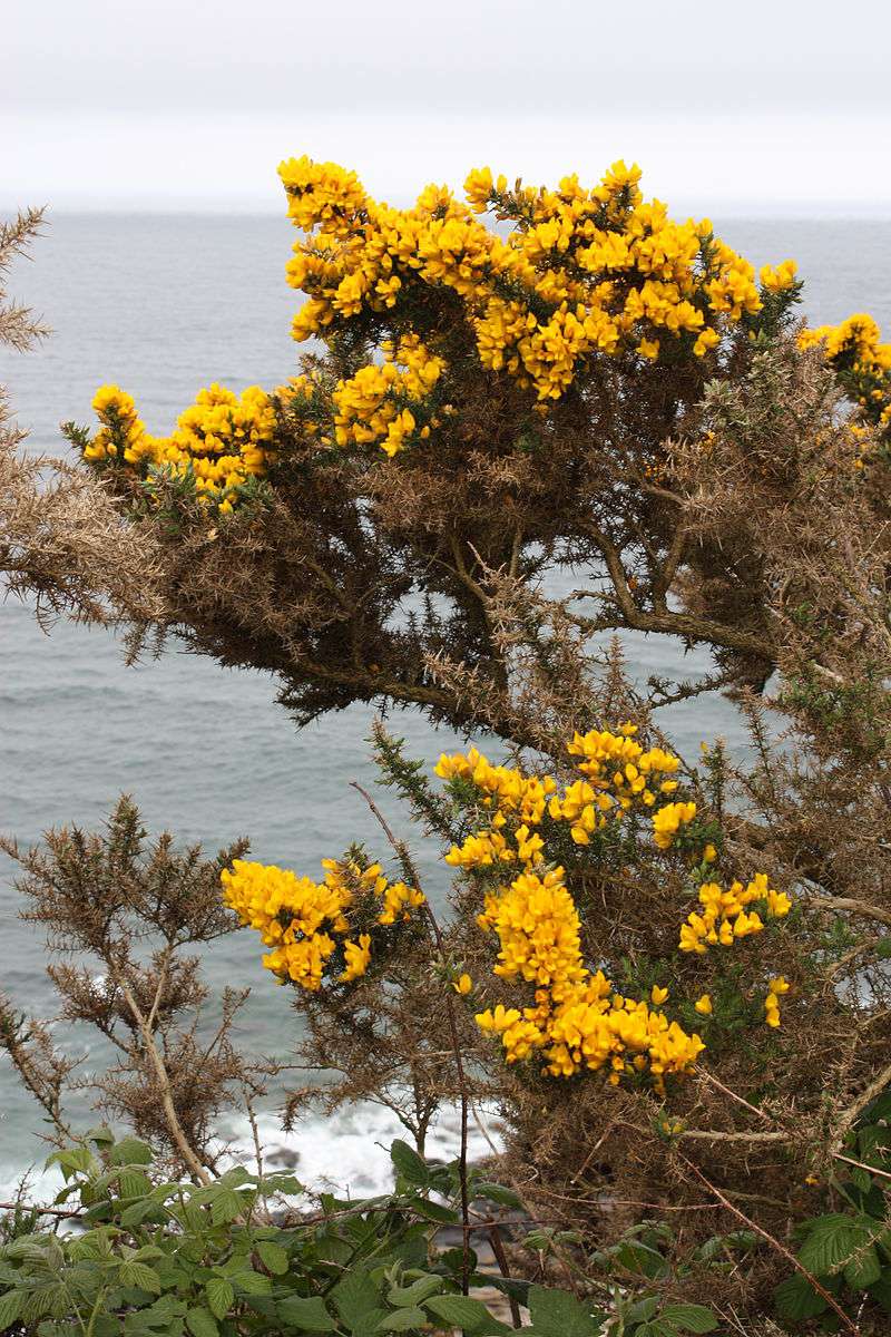 FLEURS OU ARBRES par ordre ALPHABETIQUE - Page 10 Ulex10