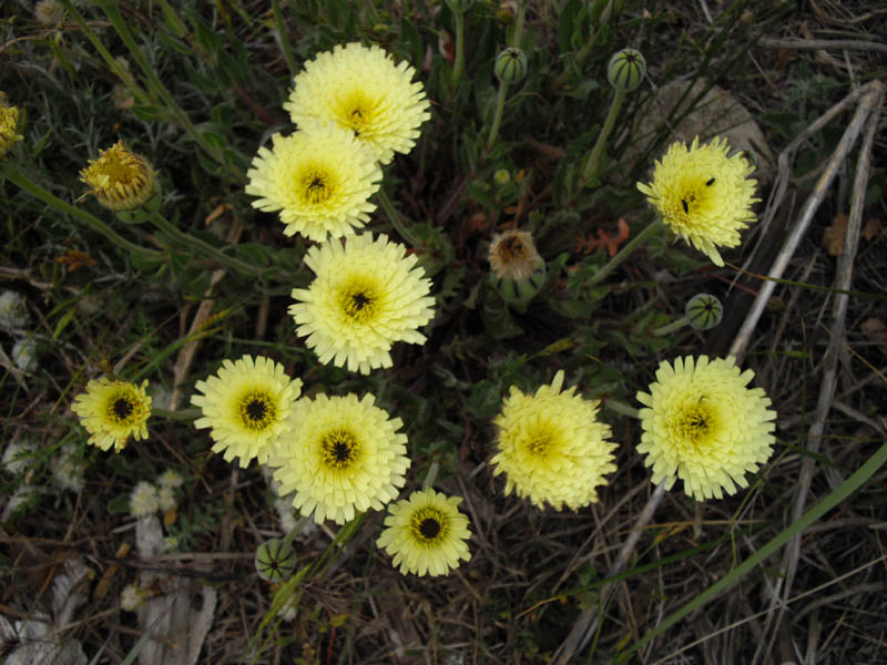 FLEURS OU ARBRES par ordre ALPHABETIQUE - Page 8 Urospe10