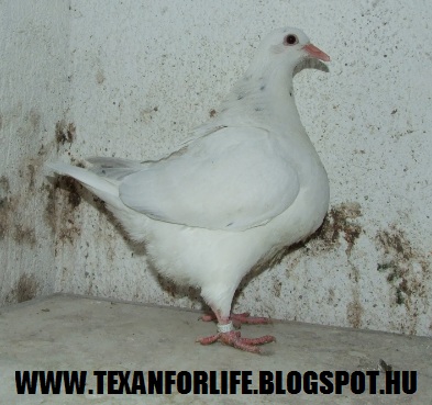 Pigeon texans of Adam Palankai ( Hungary) - Page 16 2016_011